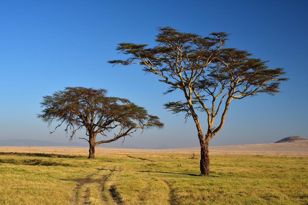 trees, steppe, landscape, safari, nature, lewa, kenya, africa