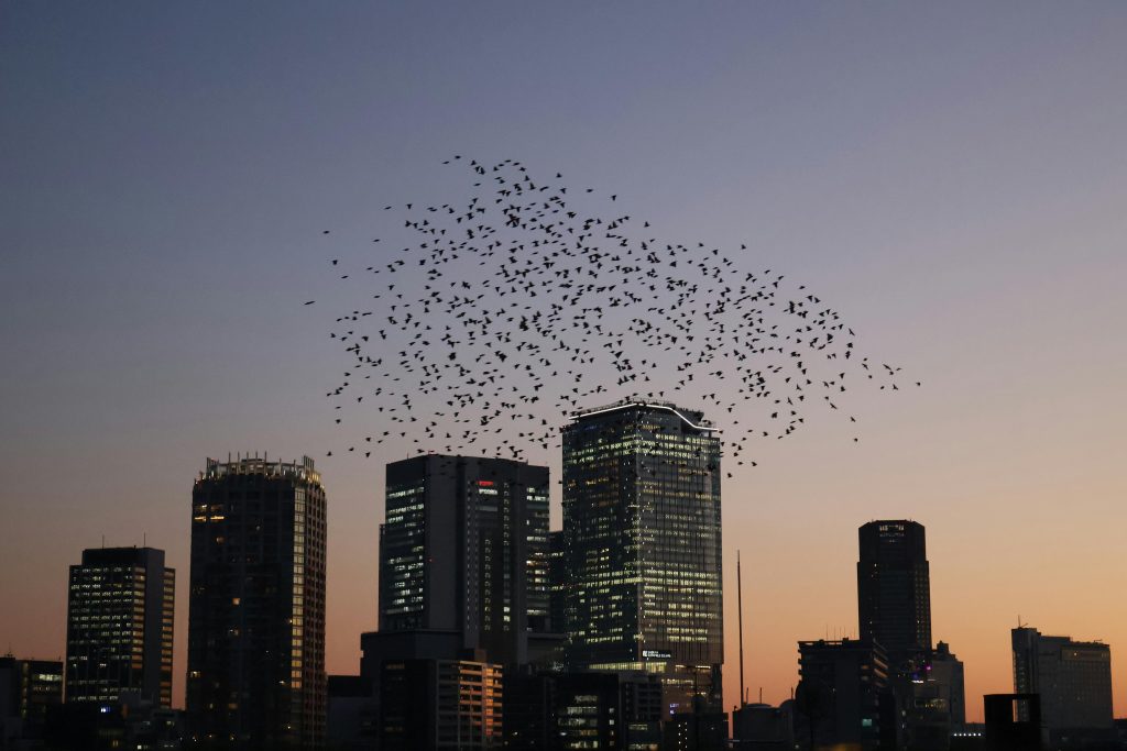 A flock of birds flying over the Tokyo skyline during twilight, capturing urban serenity.